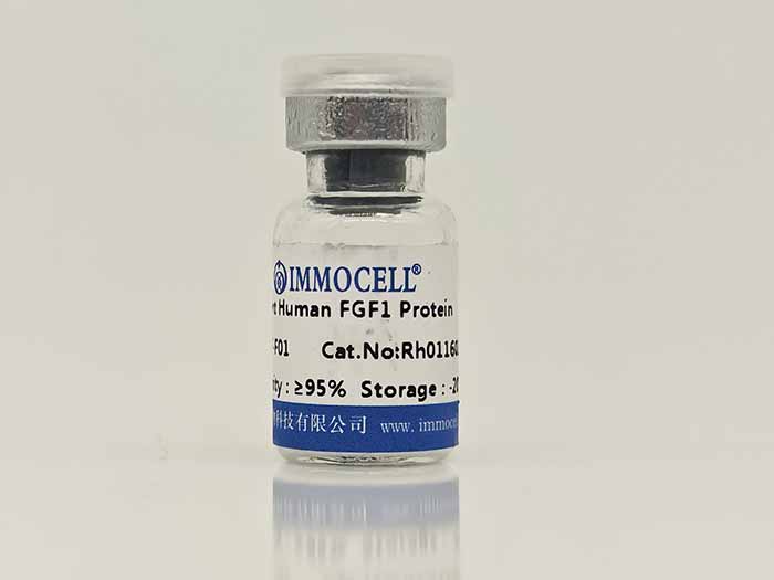Human FGF1