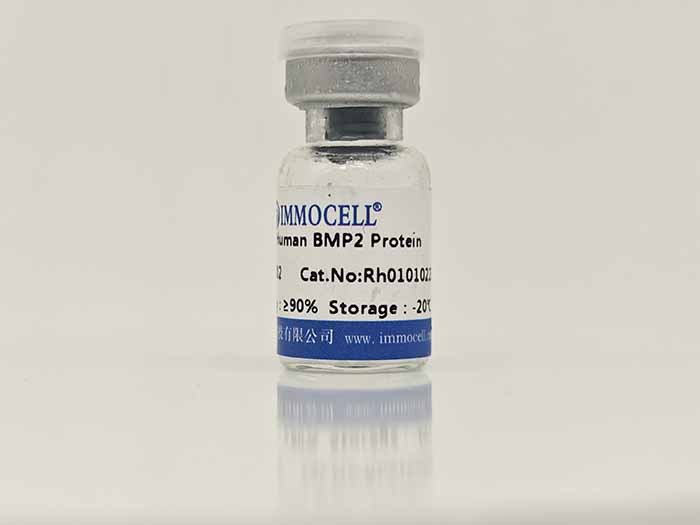 Human BMP2