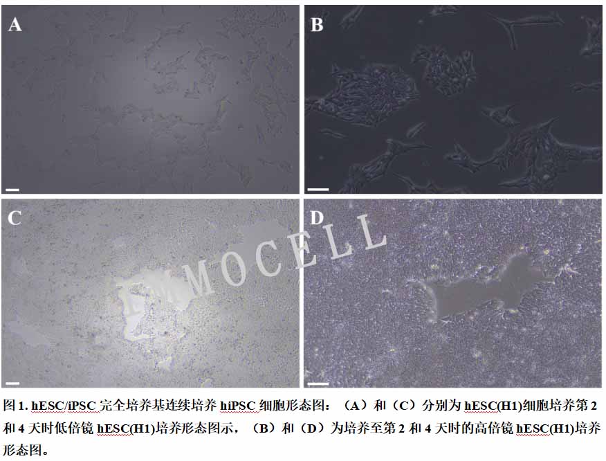 hESC/iPSC完全培养基连续培养hiPSC细胞形态图