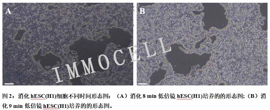 消化hESC(H1)细胞不同时间形态图