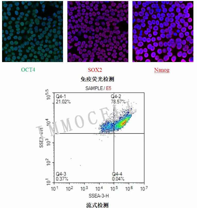 H1人胚胎干细胞荧光检测图