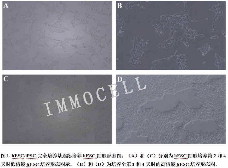 hESC/iPSC完全培养基连续培养hESC细胞形态图