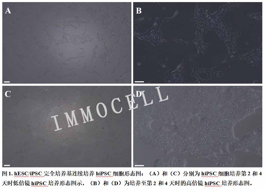 hESC/iPSC完全培养基连续培养hiPSC细胞形态图