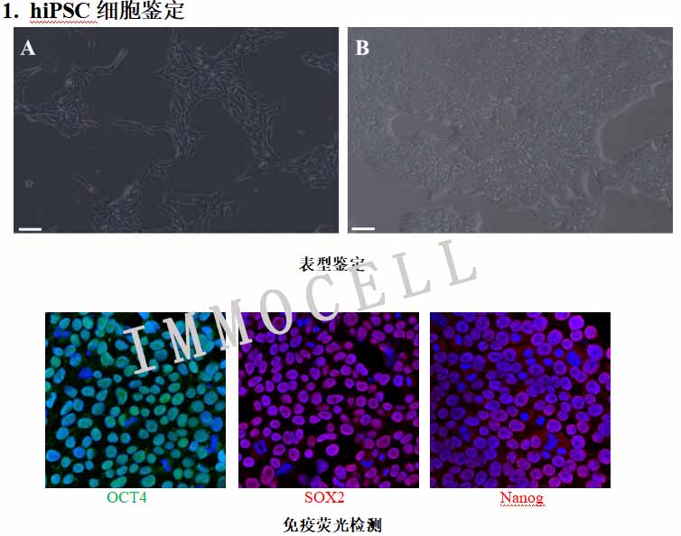 人多能干细胞hiPSC培养鉴定实验报告图