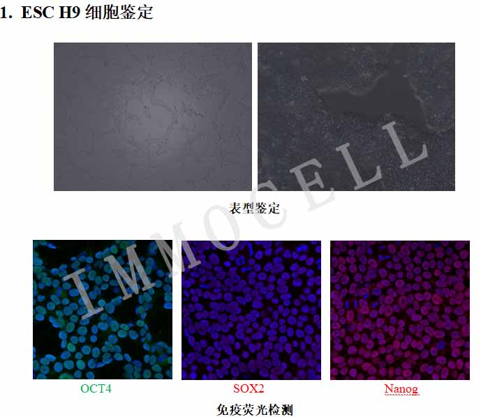 H9人胚胎干细胞荧光检测