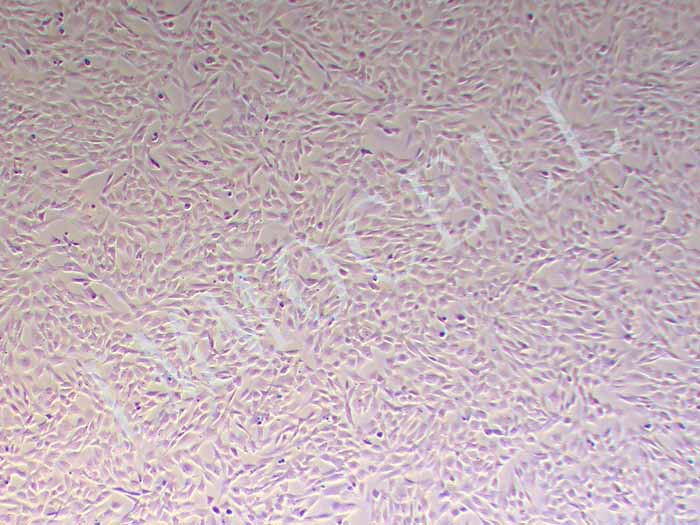 小鼠胰腺细胞图片