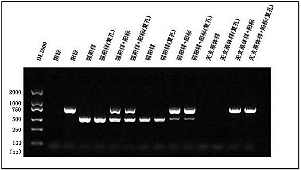 支原体PCR检测试剂盒检测的结果