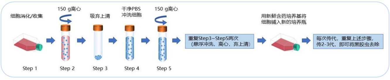 有效细胞去除黑胶虫污染流程图