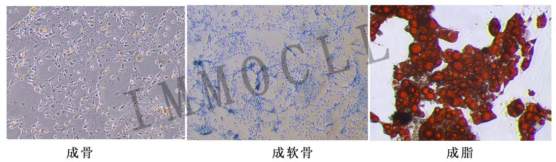 大鼠肌腱干细胞永生化三系分化图