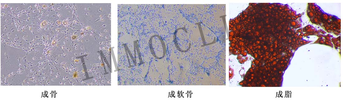 小鼠肌腱干细胞三系分化 小鼠肌腱干细胞三系分化