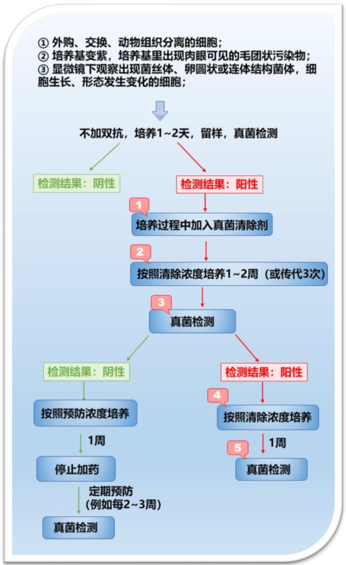 细胞真菌污染去除实验流程