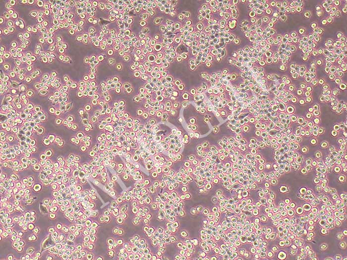 DC2.4小鼠骨髓来源树突状细胞（提供STR）图片
