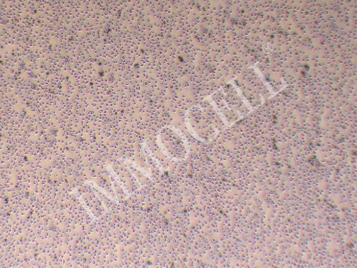 NCI-H929细胞图片