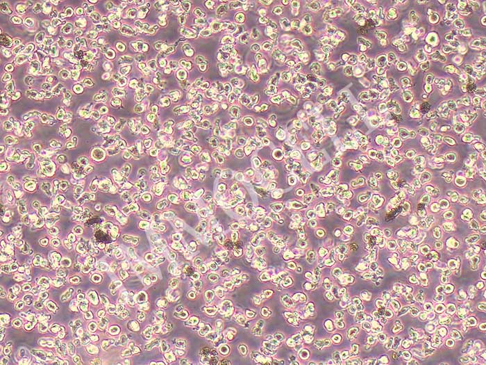 NCI-H929细胞图片