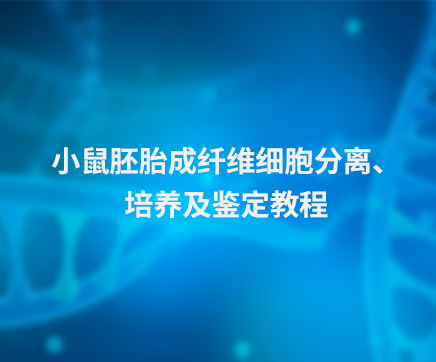 小鼠胚胎成纤维细胞分离、培养及鉴定教程