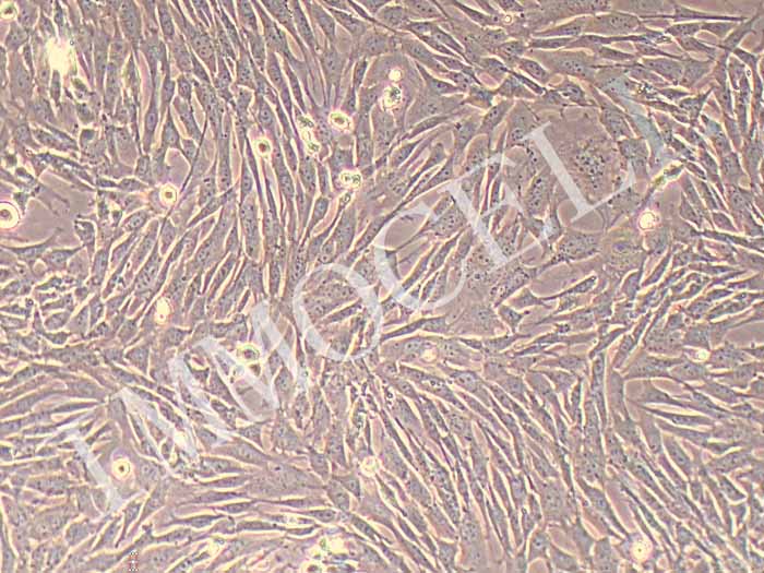 小鼠附睾脂肪干细胞细胞图片
