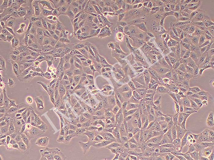 MIMCD3细胞图片