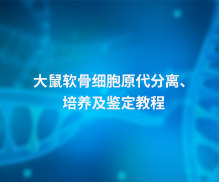 大鼠软骨细胞原代分离、培养及鉴定教程