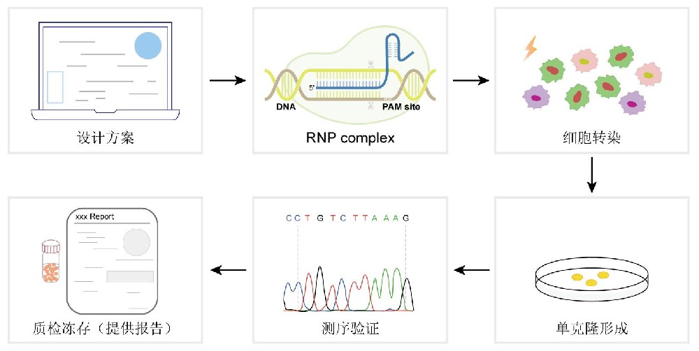 Caspase 7 knockout RAW264.7 cell line