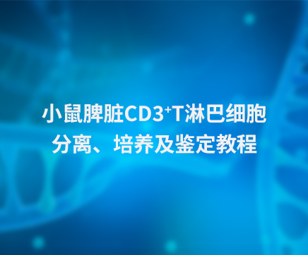 小鼠脾脏CD3+T淋巴细胞分离、培养及鉴定教程