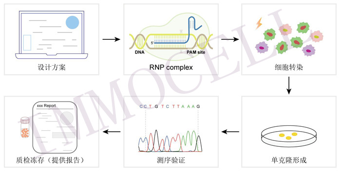 NLRP1 knockout Jurkat cell line