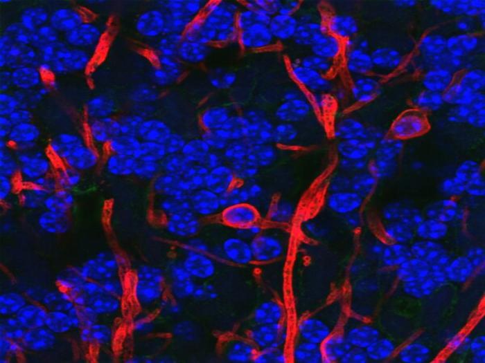 少突胶质细胞（Oligodendrocyte）