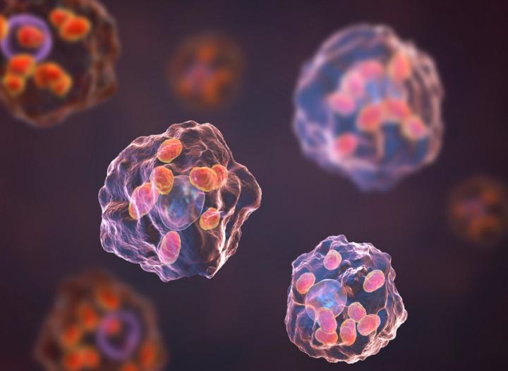 巨噬细胞(Macrophage)