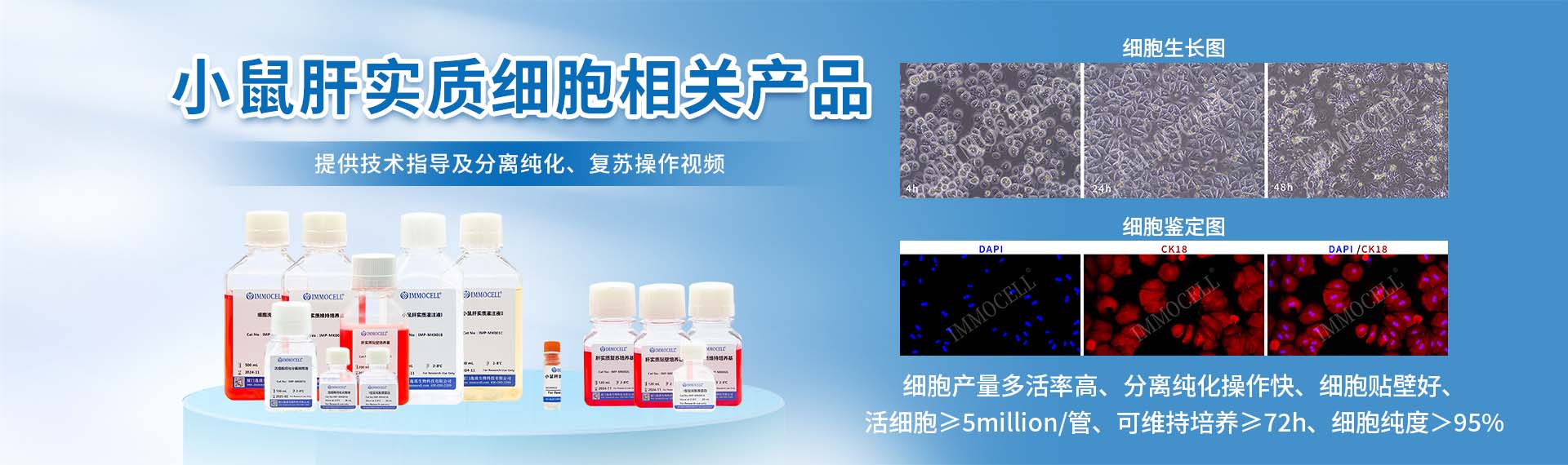 小鼠肝实质细胞图片