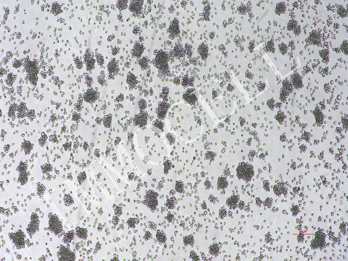 U2932-Nluc-puro细胞图片