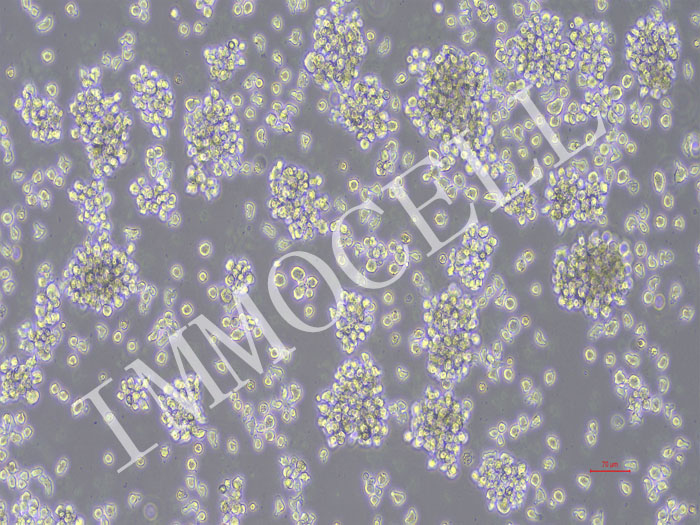 U2932-Nluc-puro细胞图片