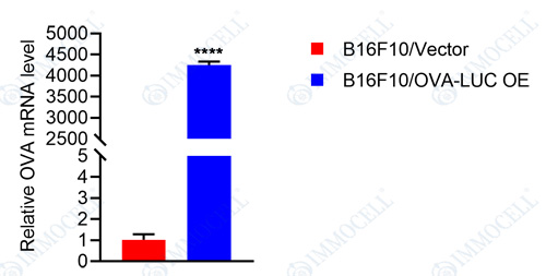 B16F10-OVA-LUC.jpg