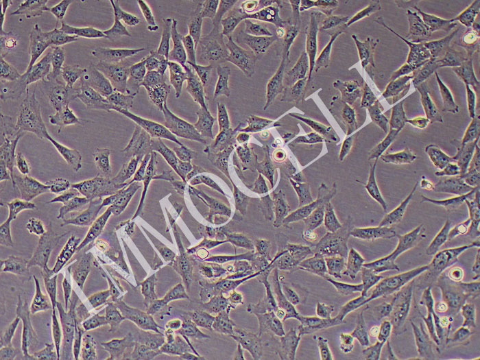 HDF-SV40T人皮肤成纤维细胞永生化图片