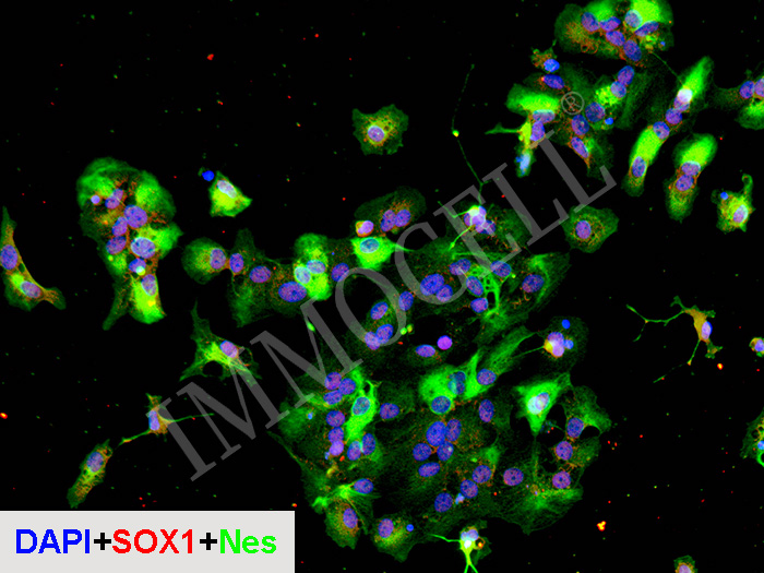 hPSC来源神经干/祖细胞(H9) iNSPC(H9)