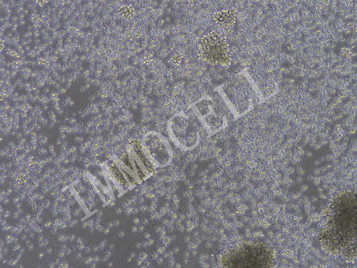 小鼠脾脏CD3+T细胞