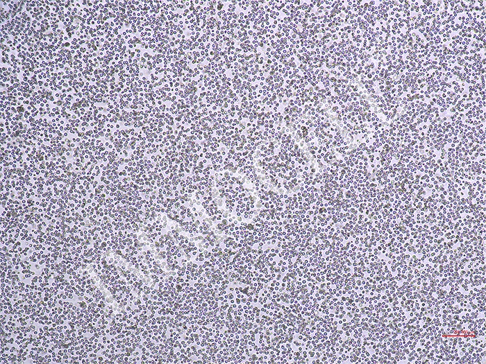 THP-1-CRE-Nluc-puro