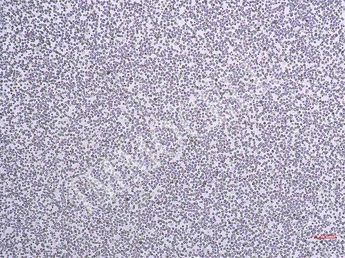 THP-1-NF-κB-Nluc-puro