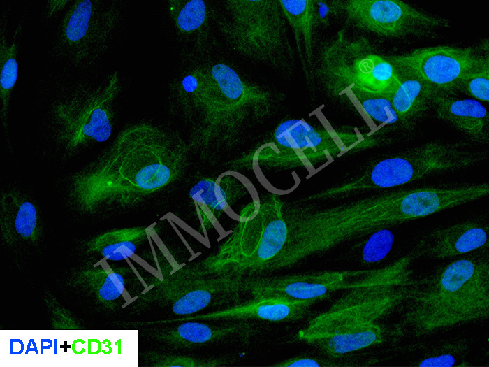 hPSC来源内皮细胞 iEC(H1)