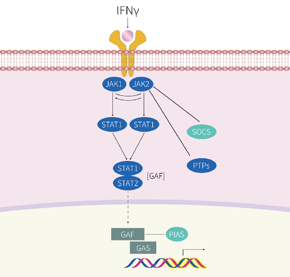 THP-1-GAS-Nluc-puro