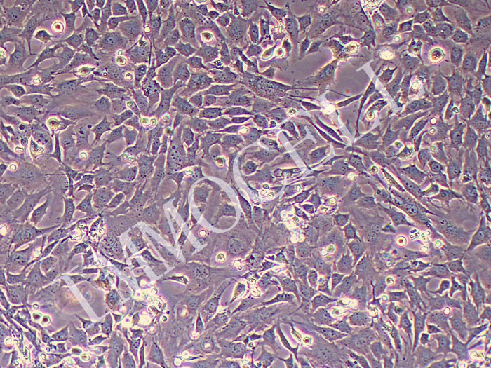 小鼠髁突软骨细胞永生化(物种鉴定正确)