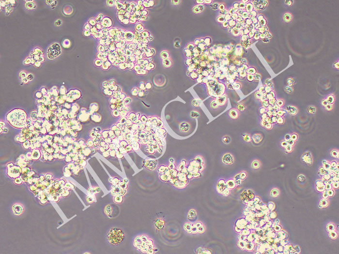 SNU-620人胃癌细胞（STR鉴定正确）