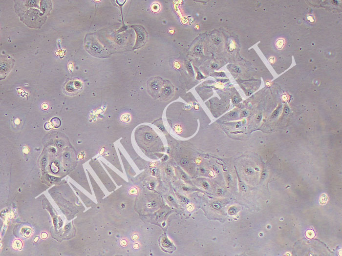 牛乳腺上皮细胞永生化