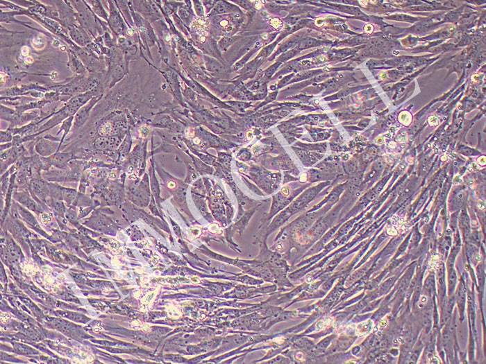 小鼠胃成纤维细胞