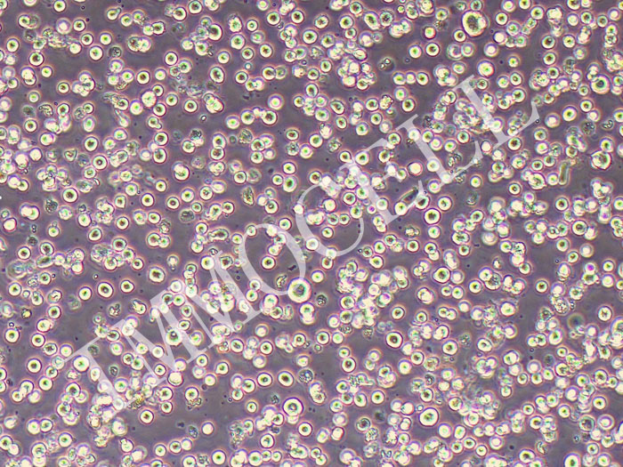 MEG-01人成巨核细胞白血病细胞（STR鉴定正确）