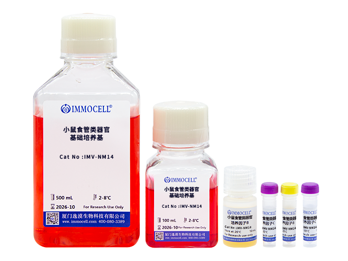 小鼠食管类器官完全培养基