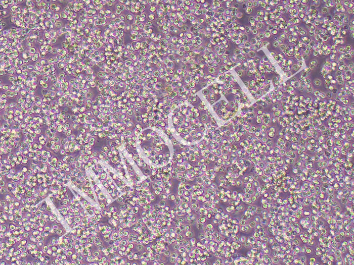 EOL-1急性髓细胞（嗜酸粒细胞）白血病细胞（STR鉴定正确）