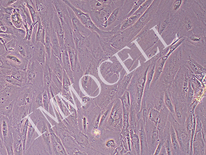 Hs68人男性正常龟头细胞（STR鉴定正确）