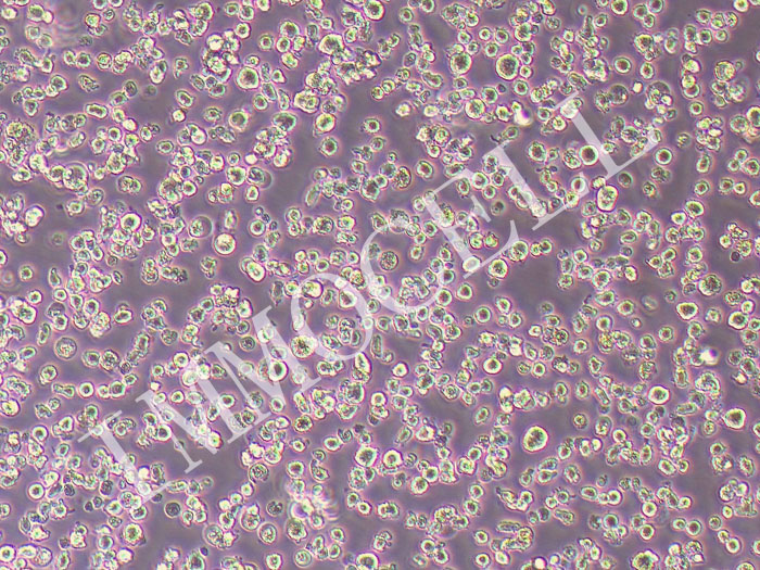 JJN-3人白血病细胞(STR鉴定正确)