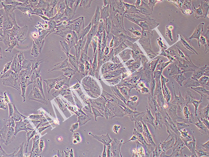 猪肝星状细胞(永生化)