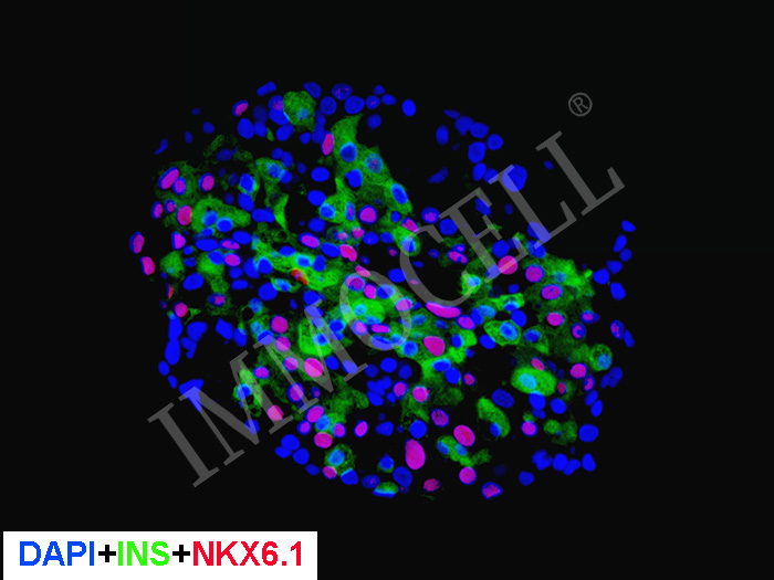hPSC(hiPSC)来源胰岛β细胞 iβ-cell(hiPSC)
