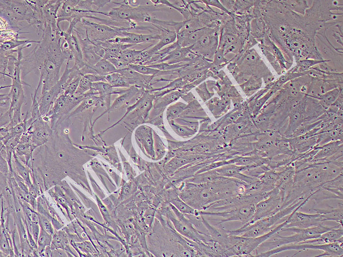 人口腔黏膜成纤维细胞